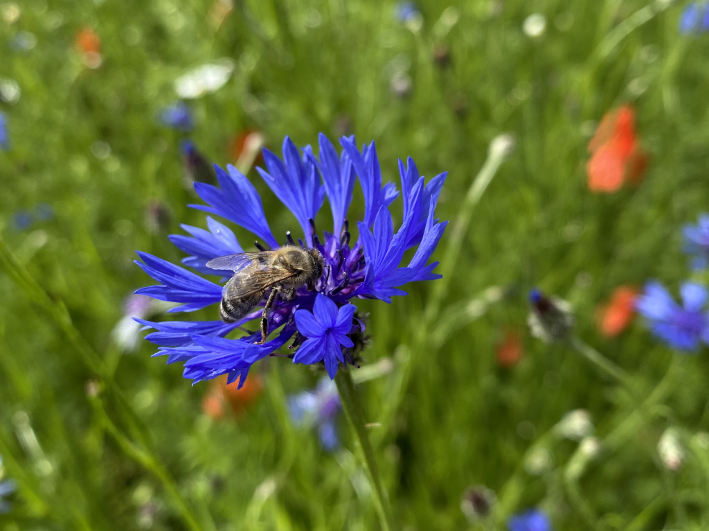 Eine Honigbiene auf einer Kornblume