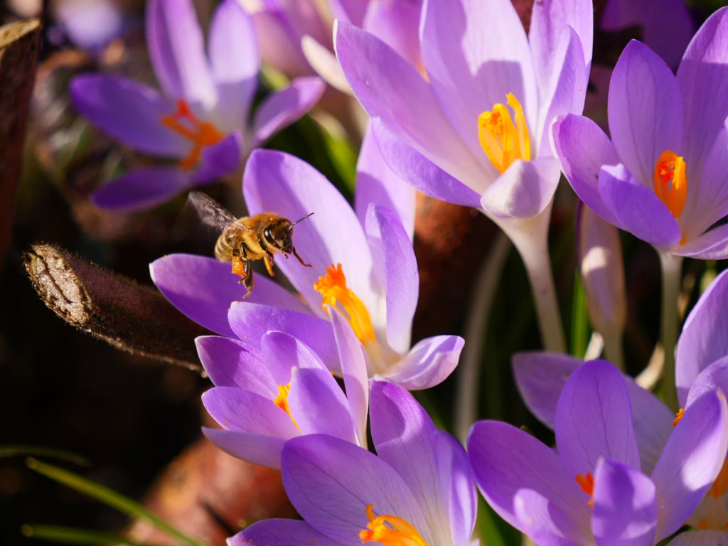 Biene auf Krokusblüte