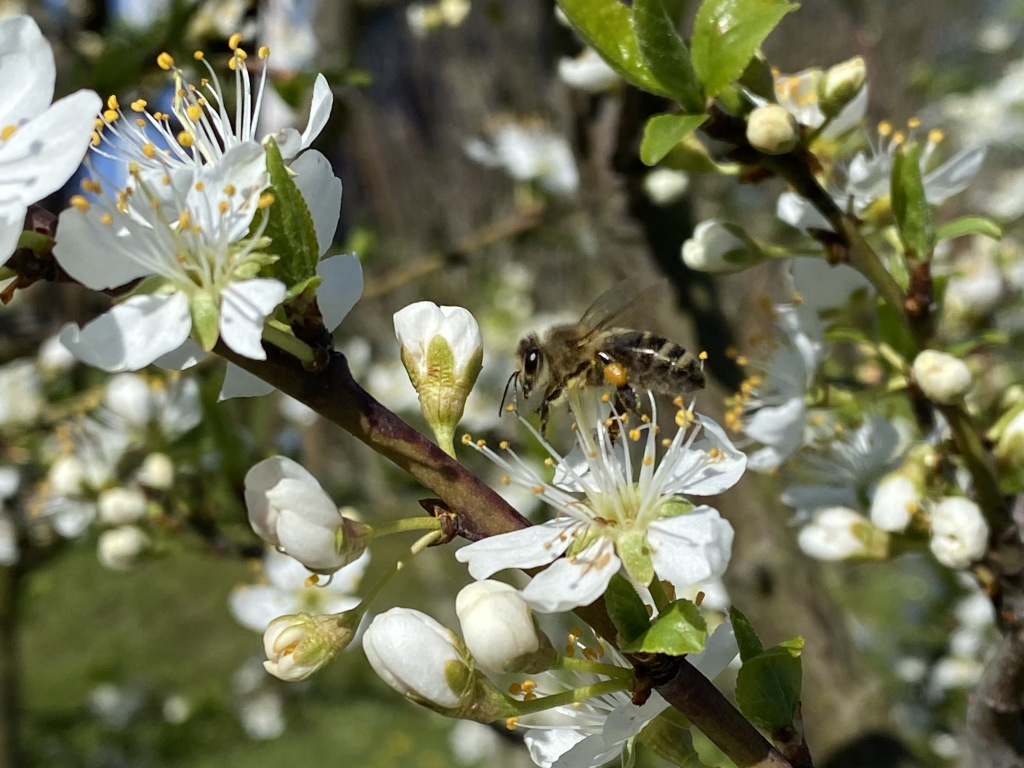 Honigbiene auf einer Obstblüte