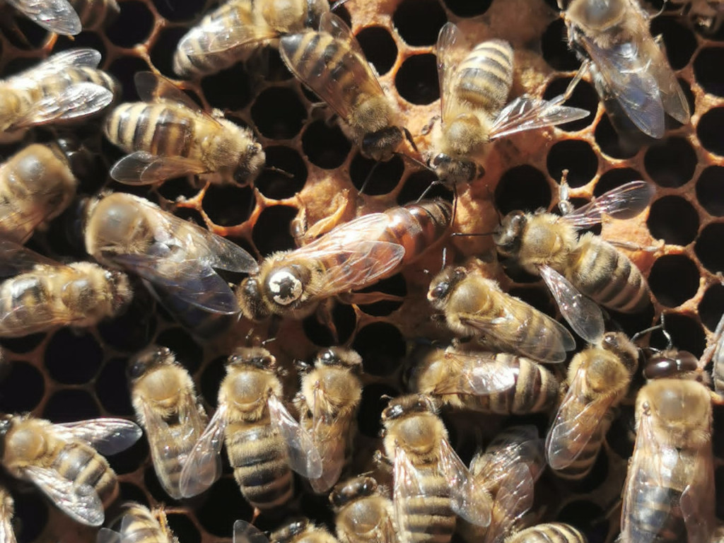 Eine Bienenkönigin auf einer Wabe