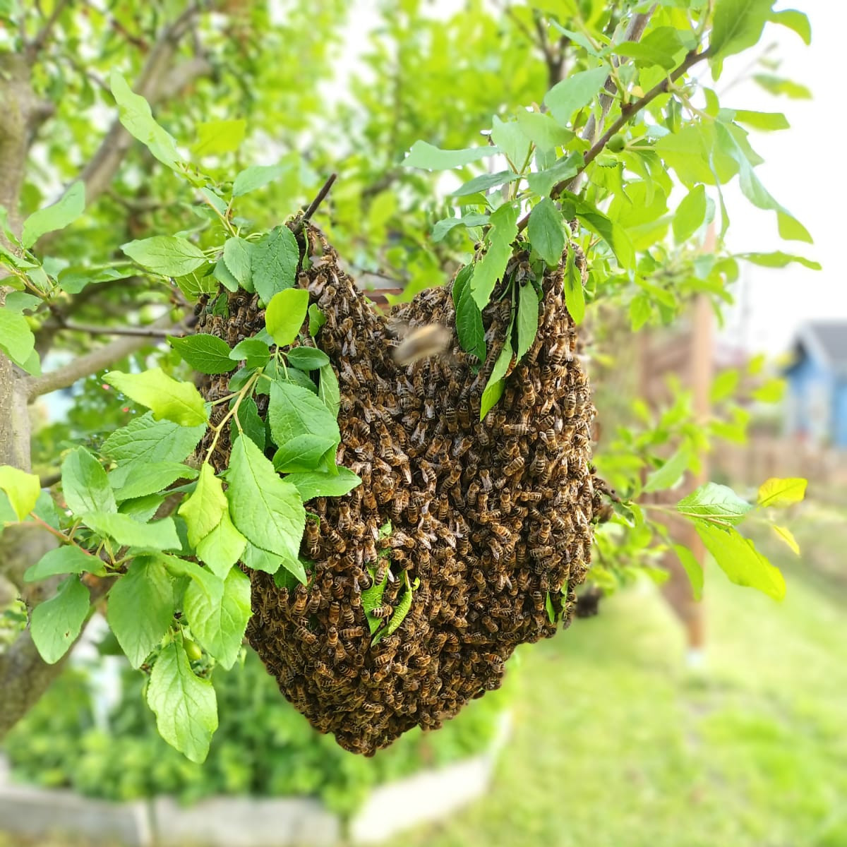 Ein Schwarm Bienen in einem Baum