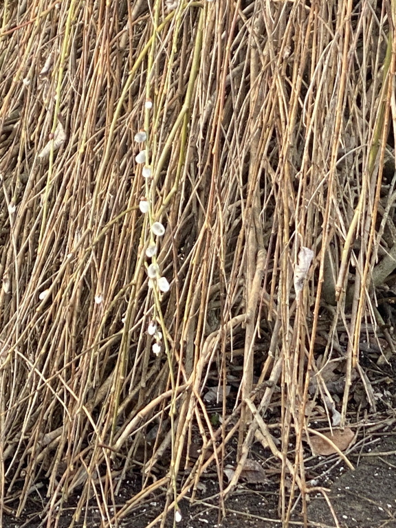 Biene an Weidenkätzchen