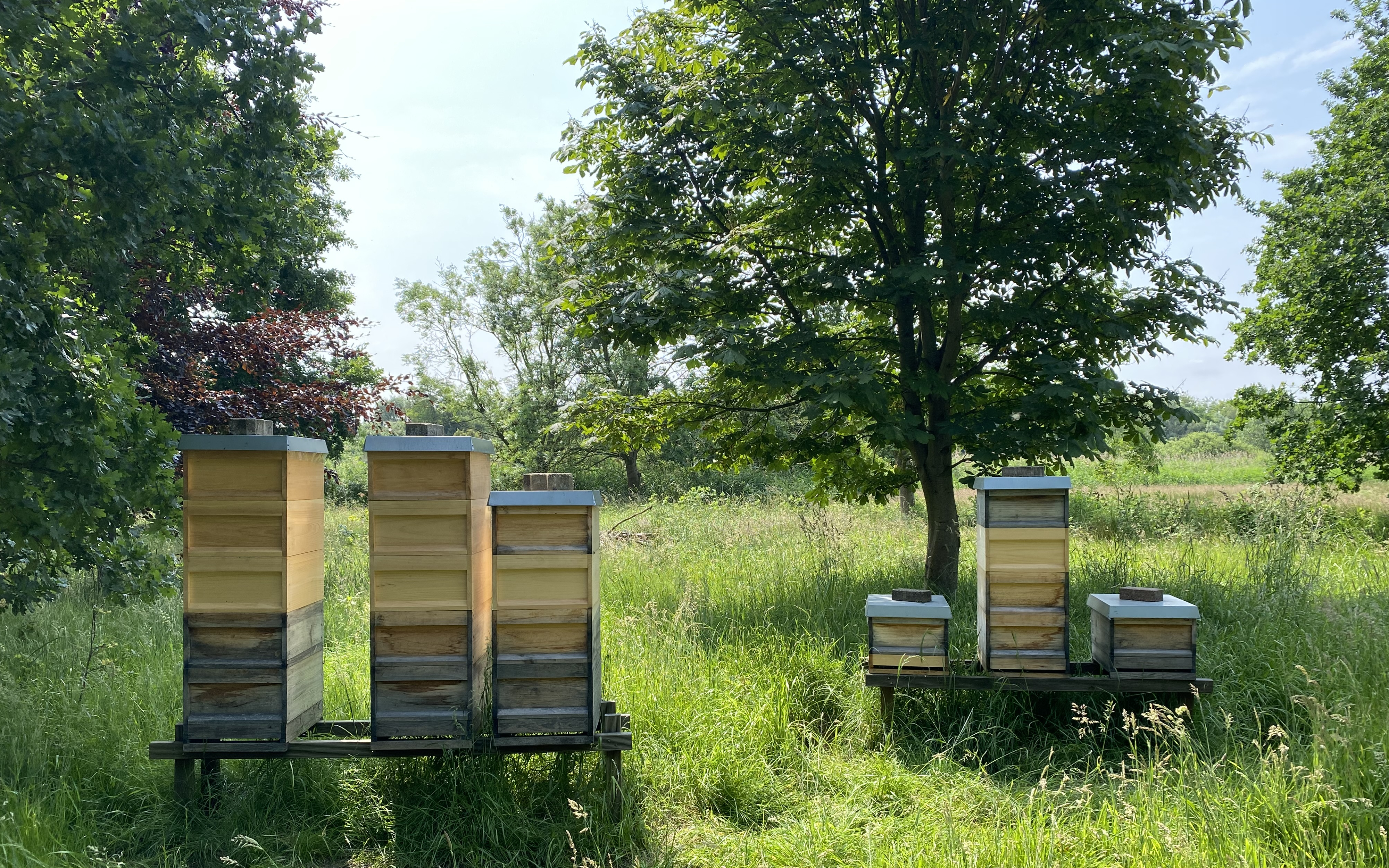 Ein Bild des Bienenstandes in Billwerder auf einer verwilderten Wiese.