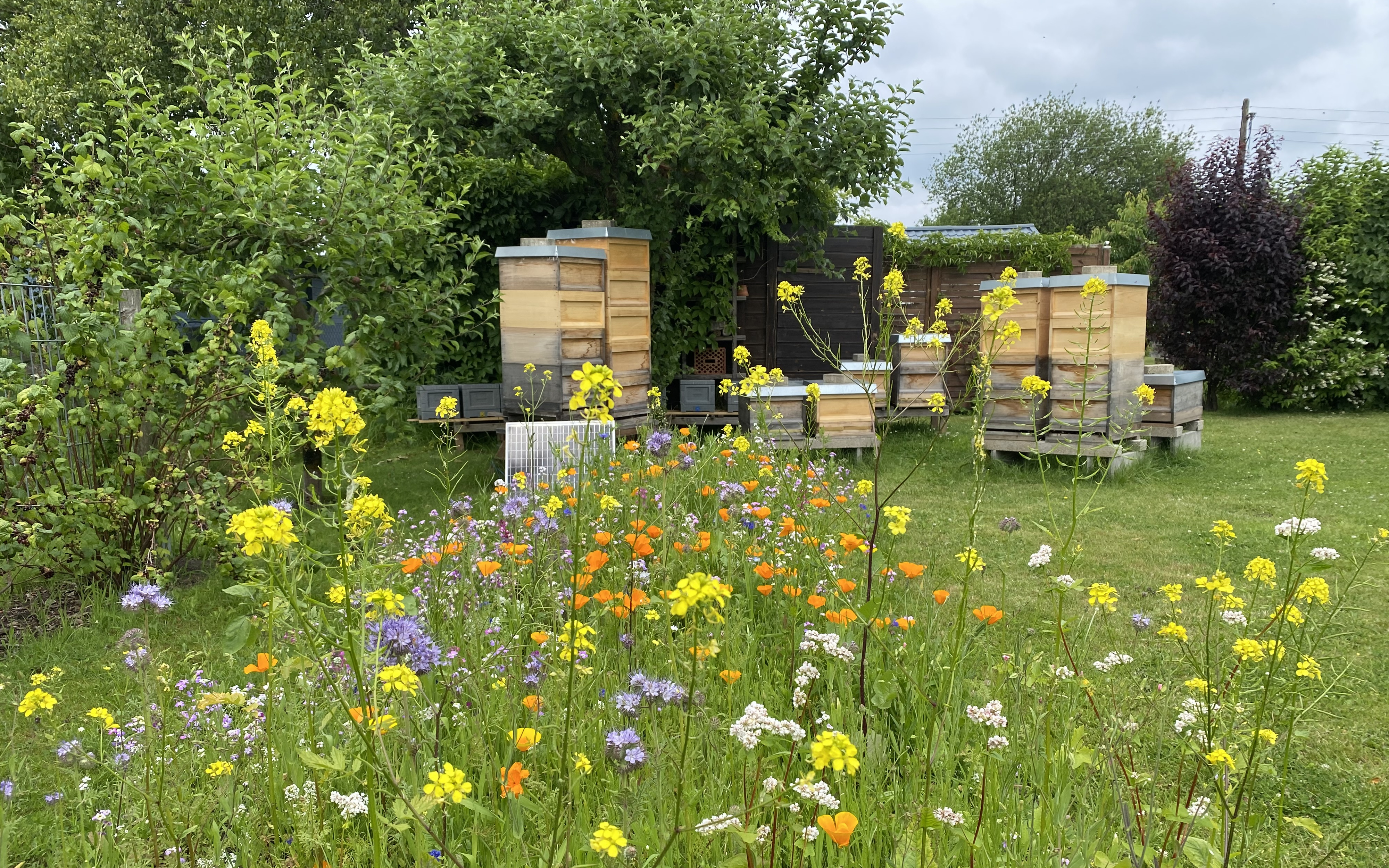 Ein Bild des Bienenstandes in der Horner Marsch mit einer Wildblumenwiese im Vordergrund.