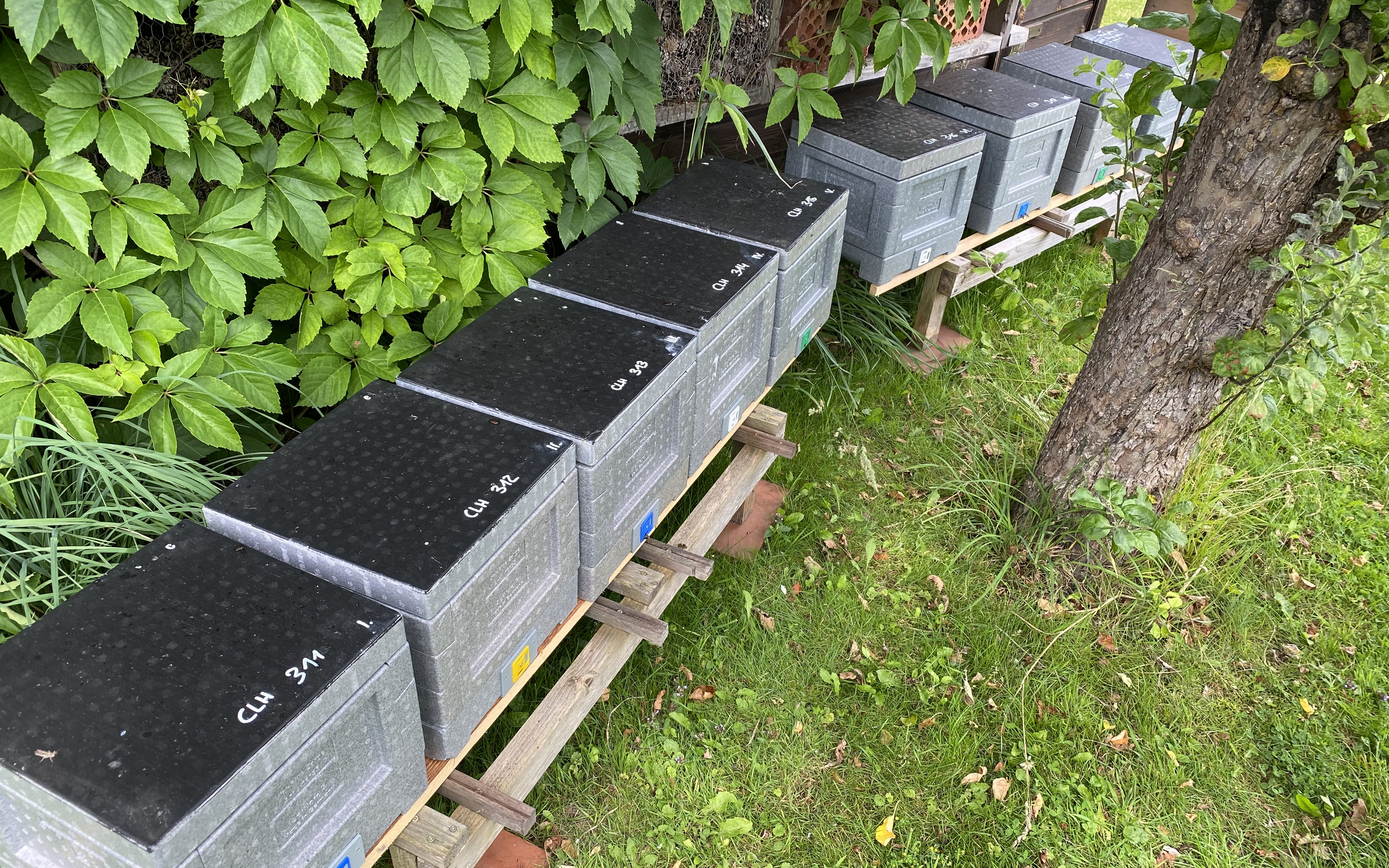 Bild von Mini-Plus Einheiten, kleine Bienenbeuten, für die Königinnenzucht. 