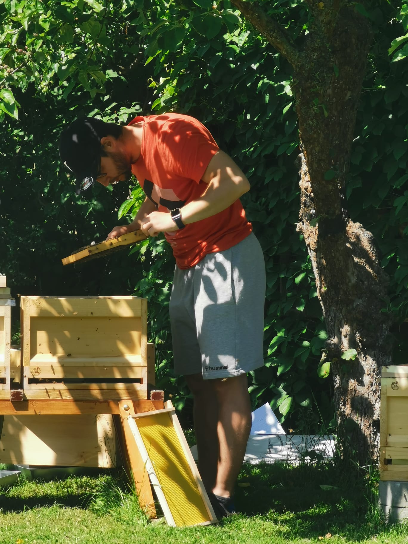 Marten bei der Durchsicht eines Bienenvolkes