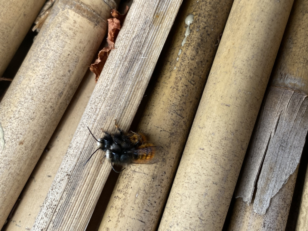 Mauerbienen