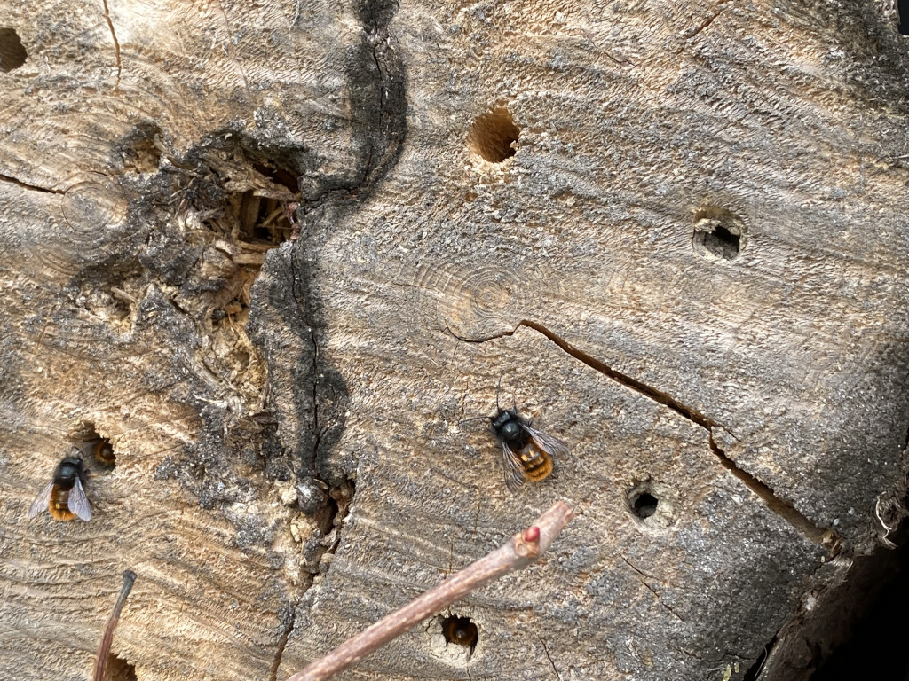 Mauerbienen