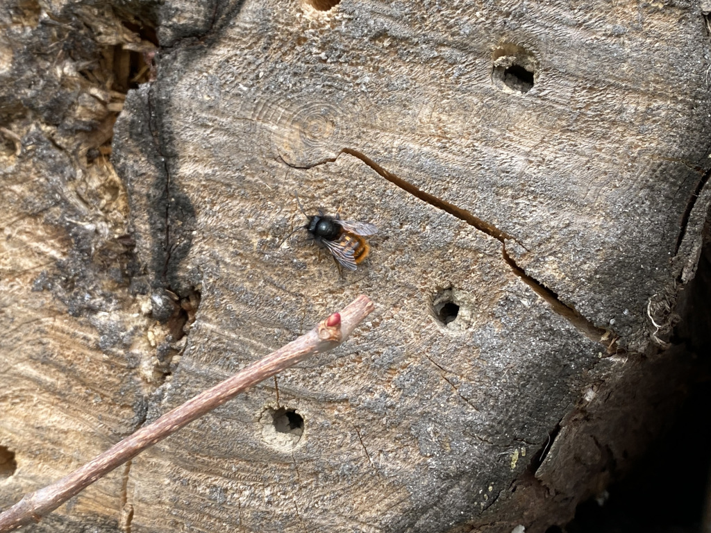 Mauerbienen