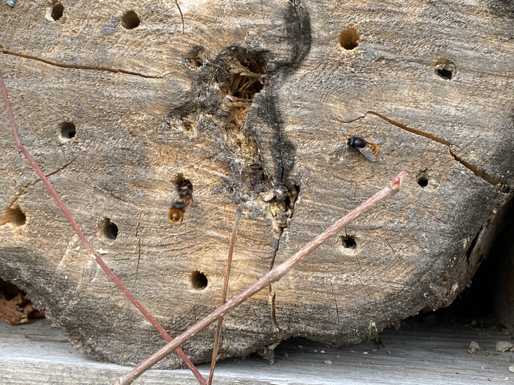 Mauerbienen