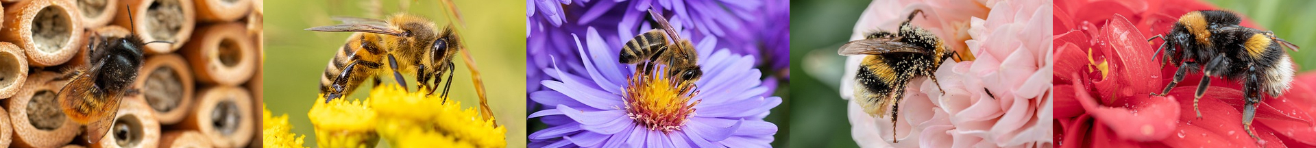 Bienen im Anflug auf verschiedene Blüten