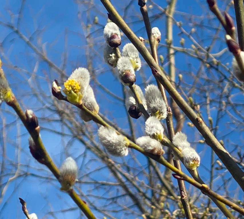 Weidenkätzchen im Frühling